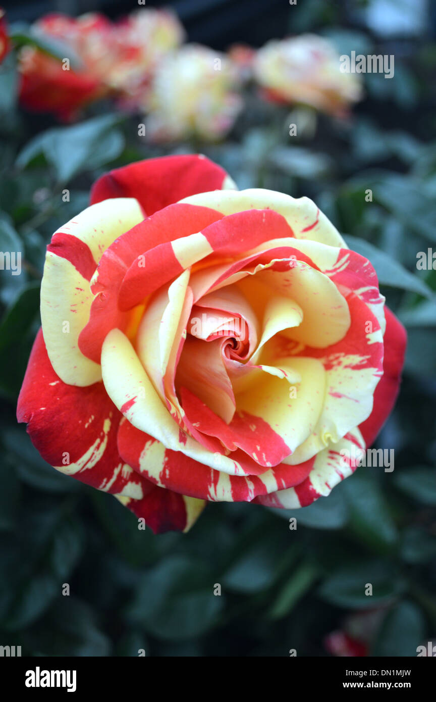 Unusual Red and Yellow Striped Rose Named Brushstrokes (Guescolour