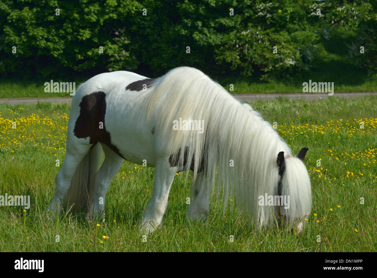 Coloured cob, grazing. Appleby Horse Fair, June 2013. Appleby-in-Westmorland, Cumbria, England, United Kingdom, Europe. Stock Photo