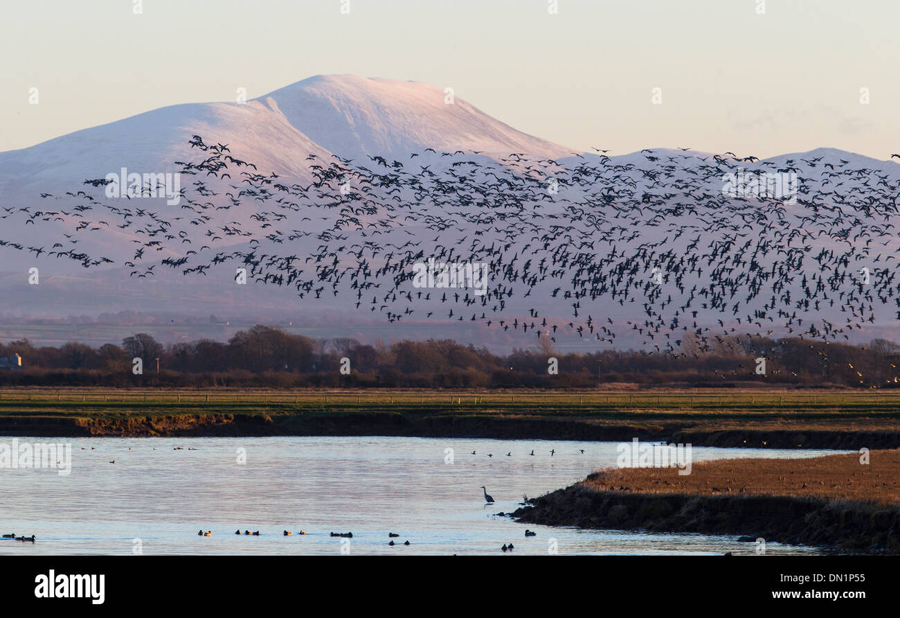 Large flock of Barnacle geese flying across Solway estuary with snow covered Skiddaw in background, Cumbria Stock Photo