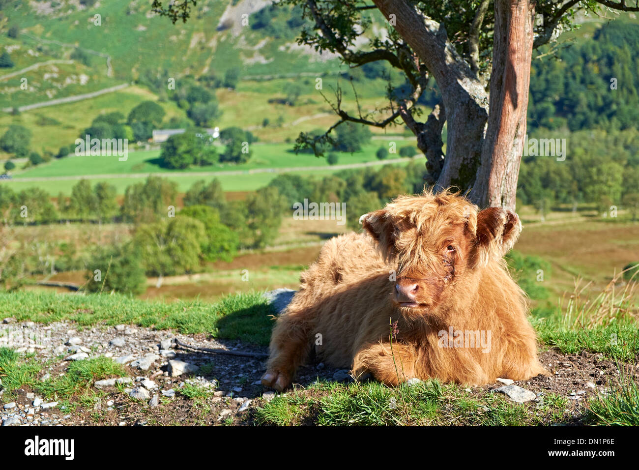 Highland Cattle Calf lying down beside a country track leading to Low Hall Garth, Lake District. Stock Photo