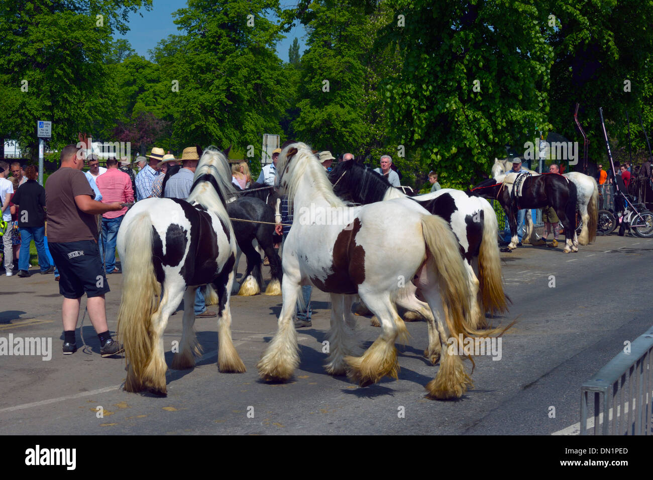 Gypsy travellers with horses. Appleby Horse Fair, June 2013. Appleby-in-Westmorland, Cumbria, England, United Kingdom, Europe. Stock Photo