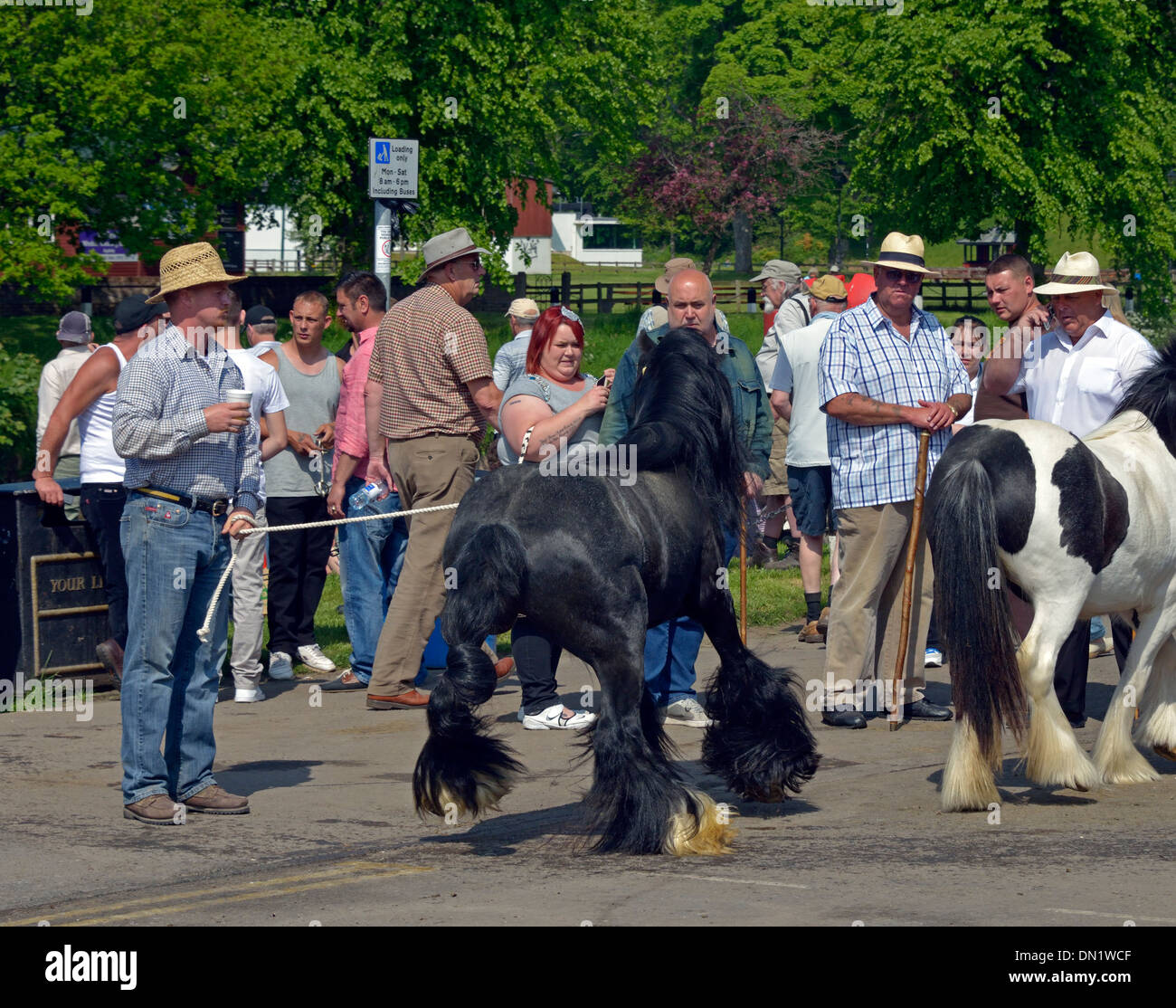 Gypsy travellers with horses. Appleby Horse Fair, June 2013. Appleby-in-Westmorland, Cumbria, England, United Kingdom, Europe. Stock Photo