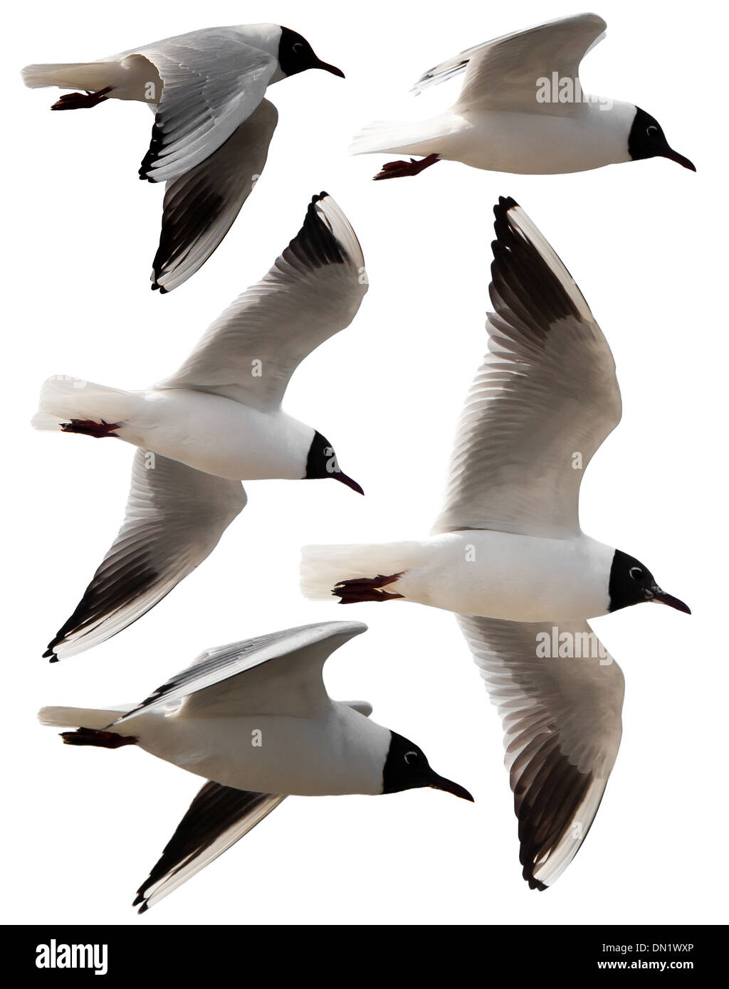 Isolated photo of five seagulls or mews flying around on white background Stock Photo