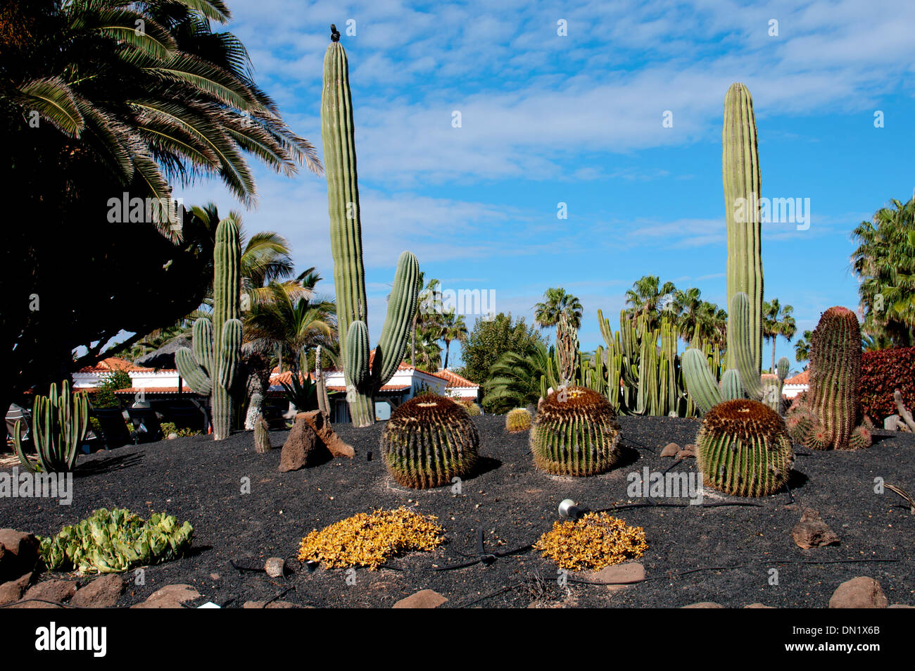 A cactus and succulents garden, Caleta de Fuste, Fuerteventura, Canary