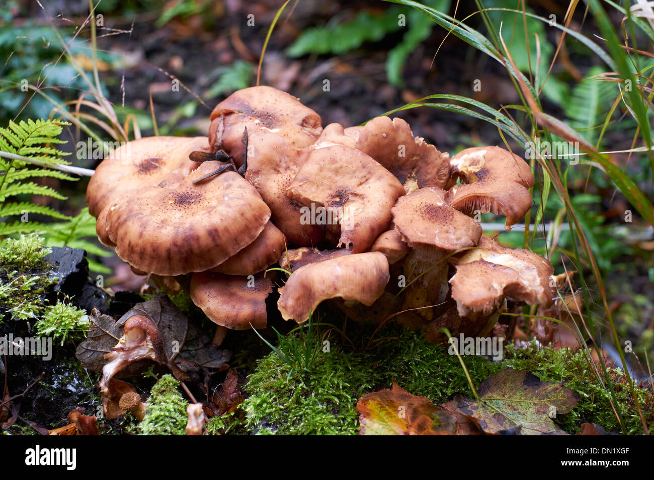Woodland mushrooms, Toadstools, England, UK. Stock Photo