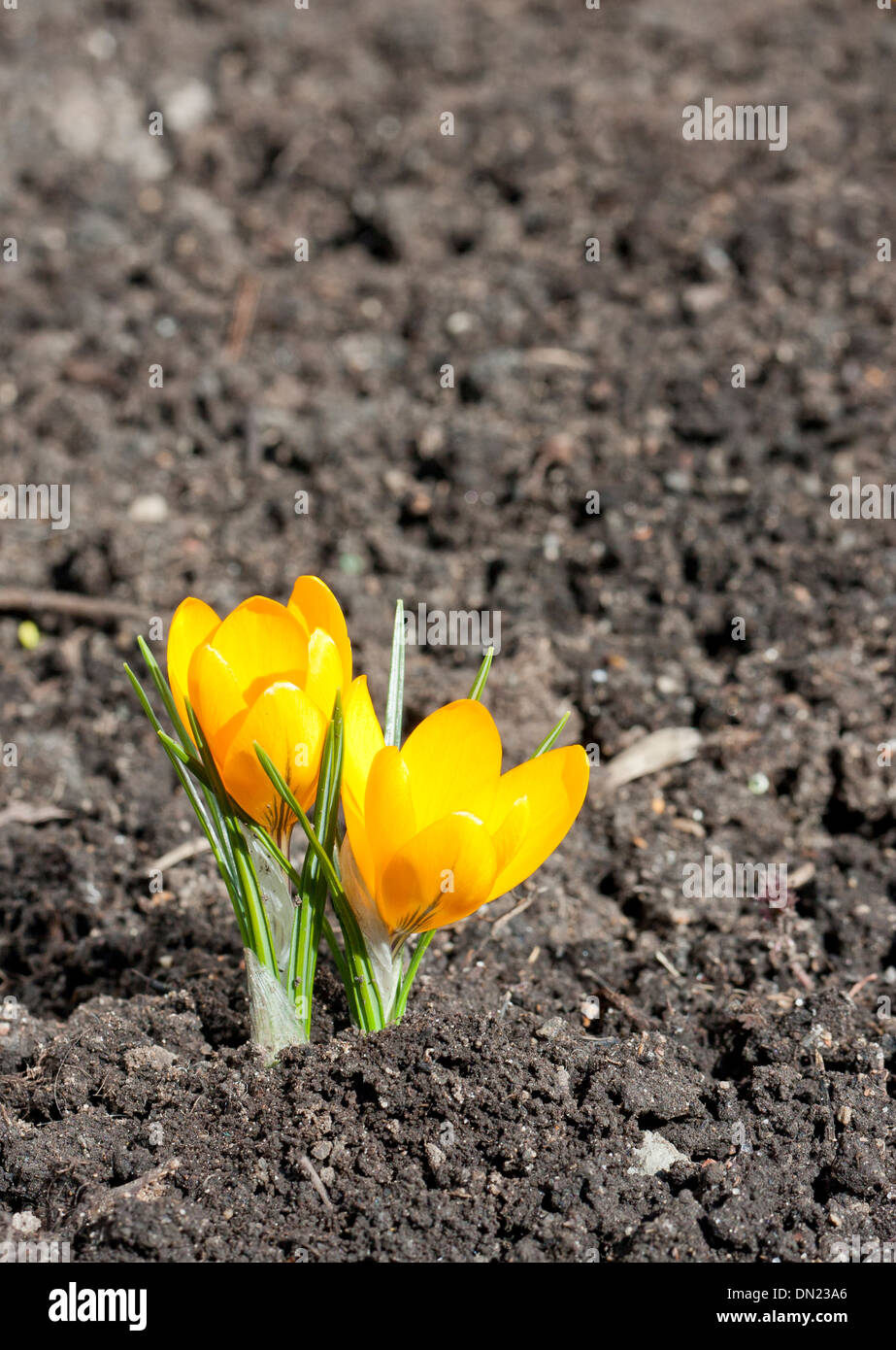 Yellow spring flowers in soil Stock Photo