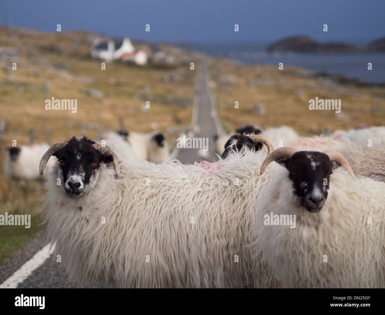 Sheep on Road, Isle of Harris, Scotland Stock Photo