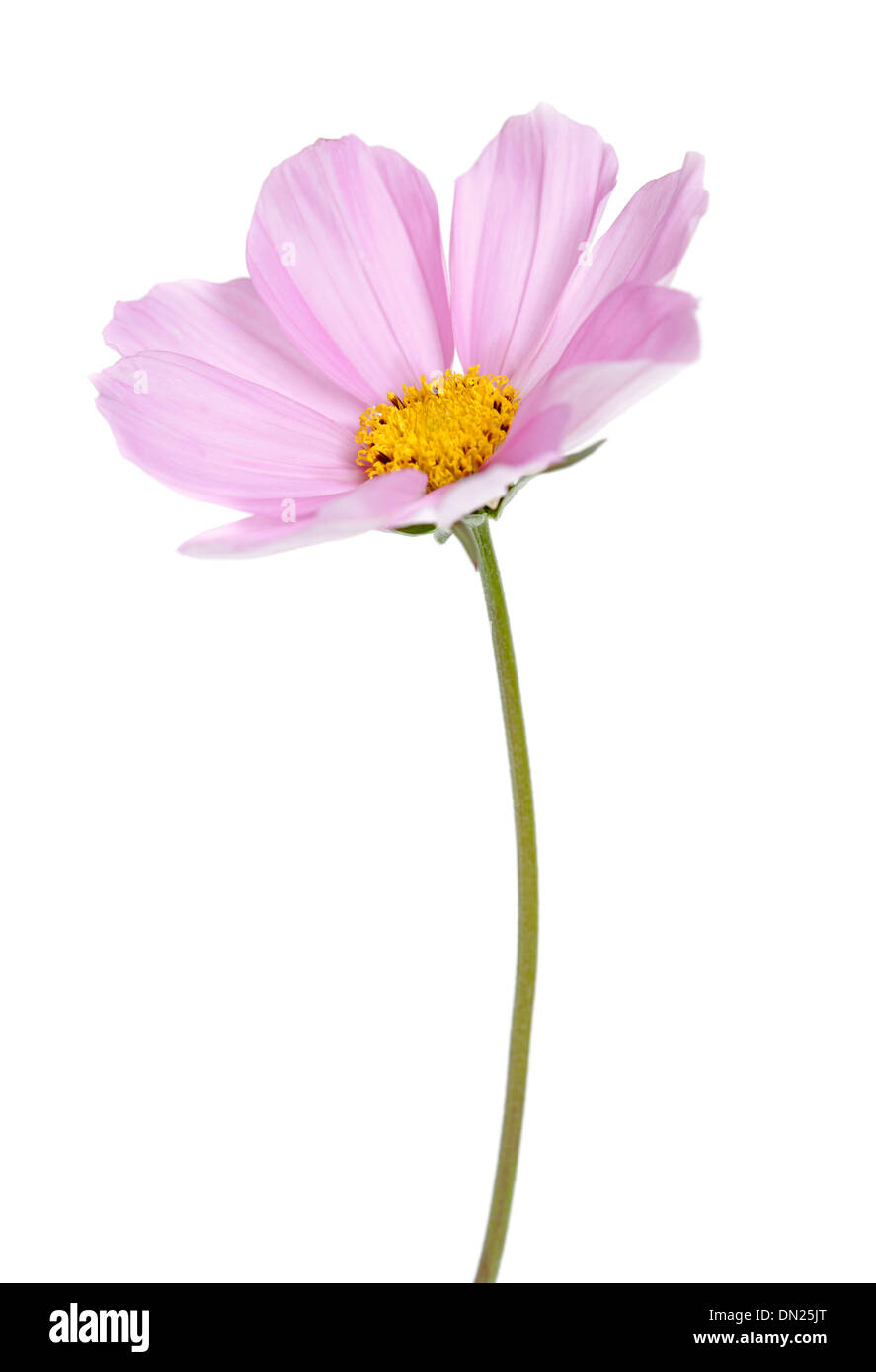 Pink Cosmos flowers isolated on white background with shallow depth of field. Stock Photo