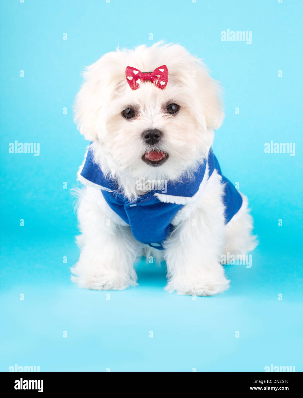 Cute and fluffy young Maltese puppy wearing red bow and blue dog coat Stock Photo Alamy