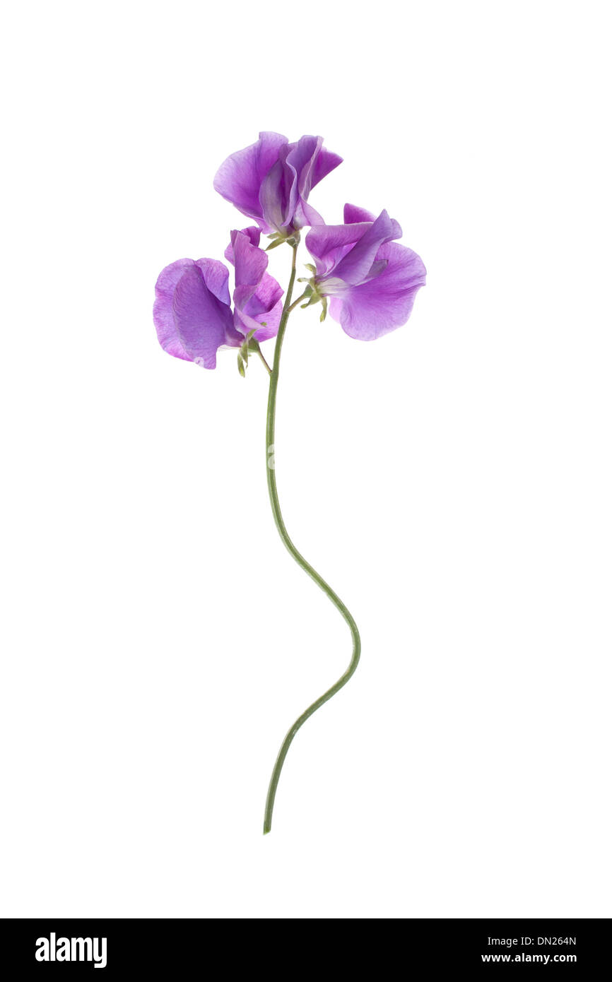 Sweet Pea flower arranged in a row isolated on white background with shallow depth of field Stock Photo