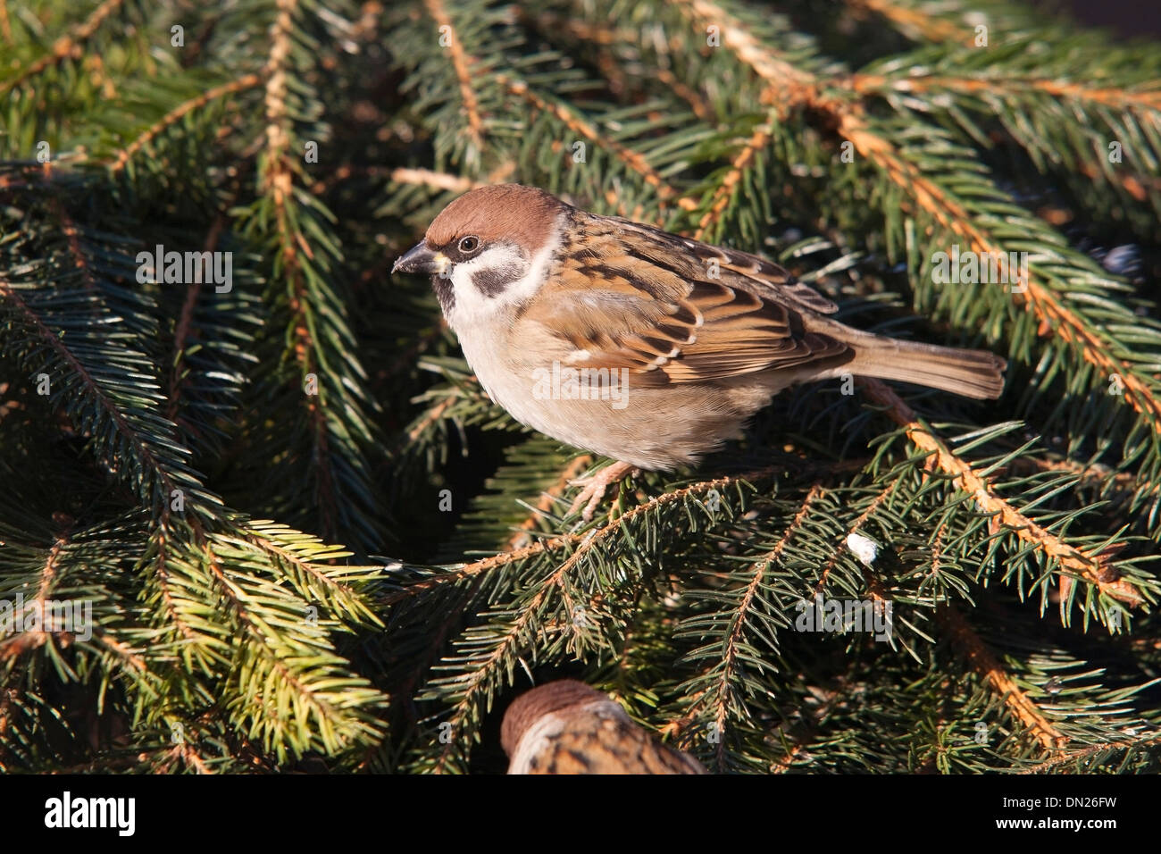 The Eurasian Tree Sparrow (Passer montanus) Stock Photo