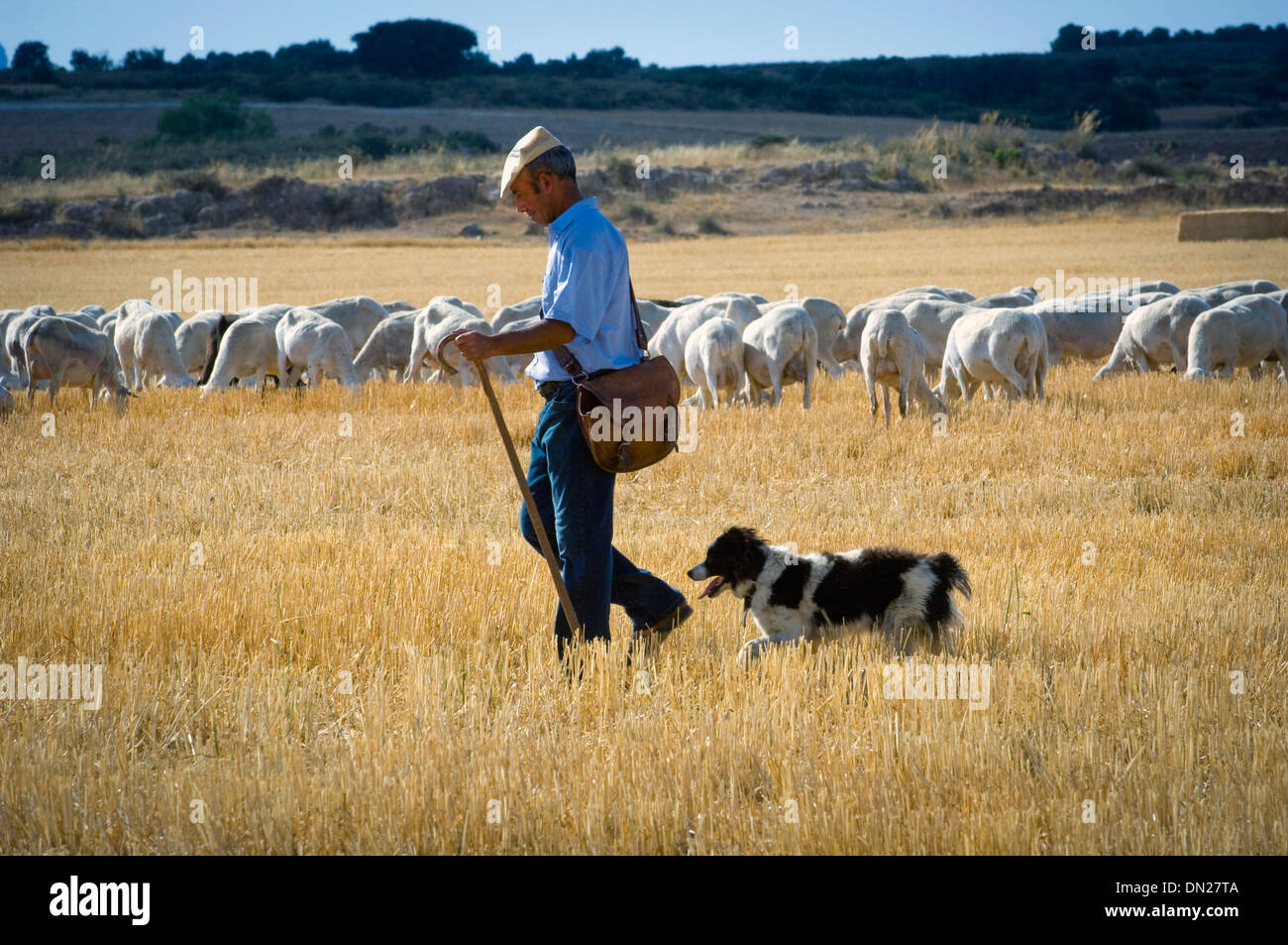 Shepherd at work in Almansa, Alicante, Spain Stock Photo - Alamy