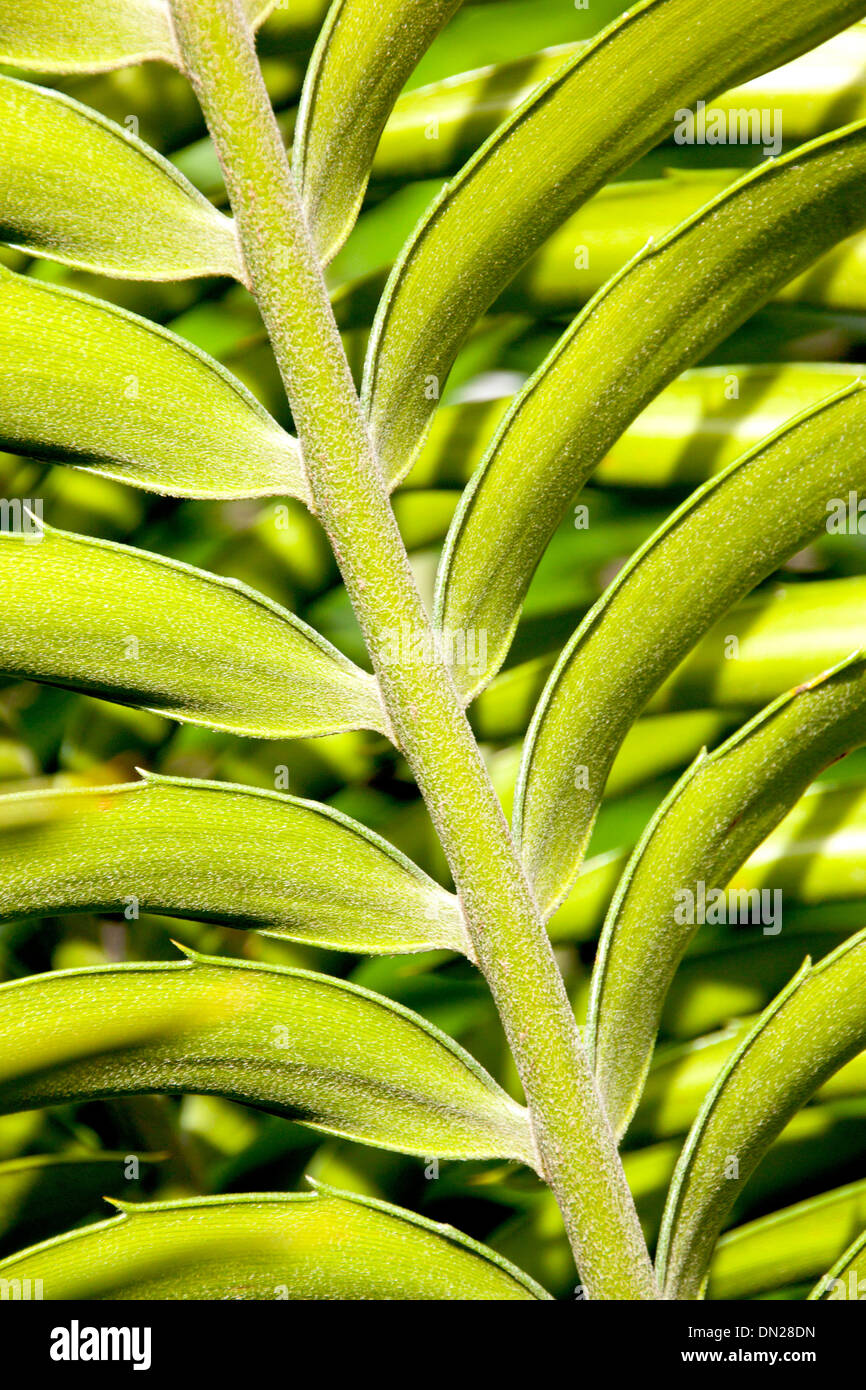 Cycladic Leaf Top main image 1