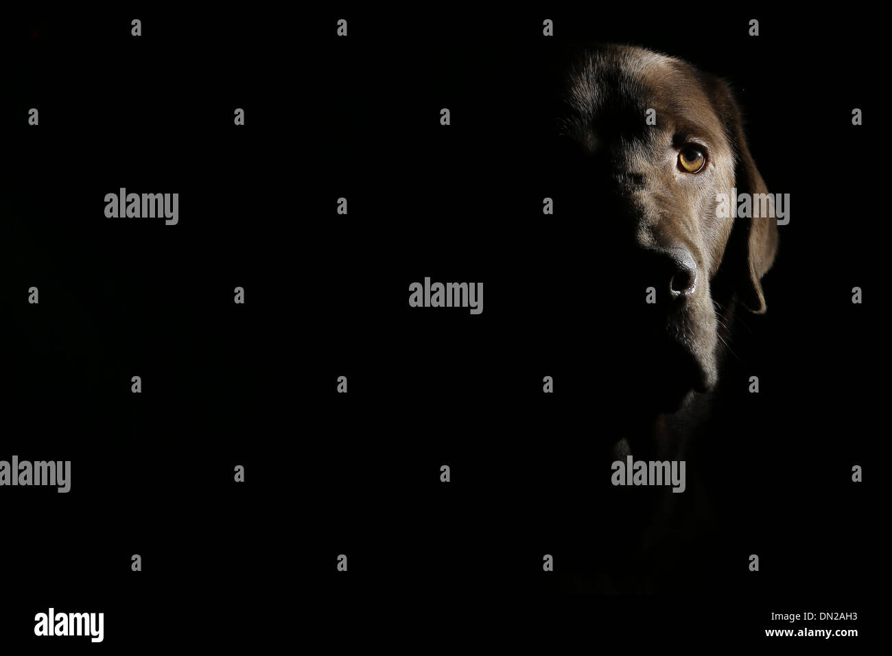 Chocolate lab Labrador dog canine moody brown Stock Photo