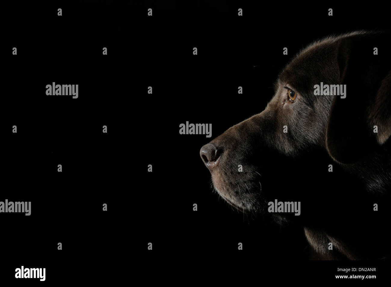 Chocolate Brown Labrador retriever dog Stock Photo