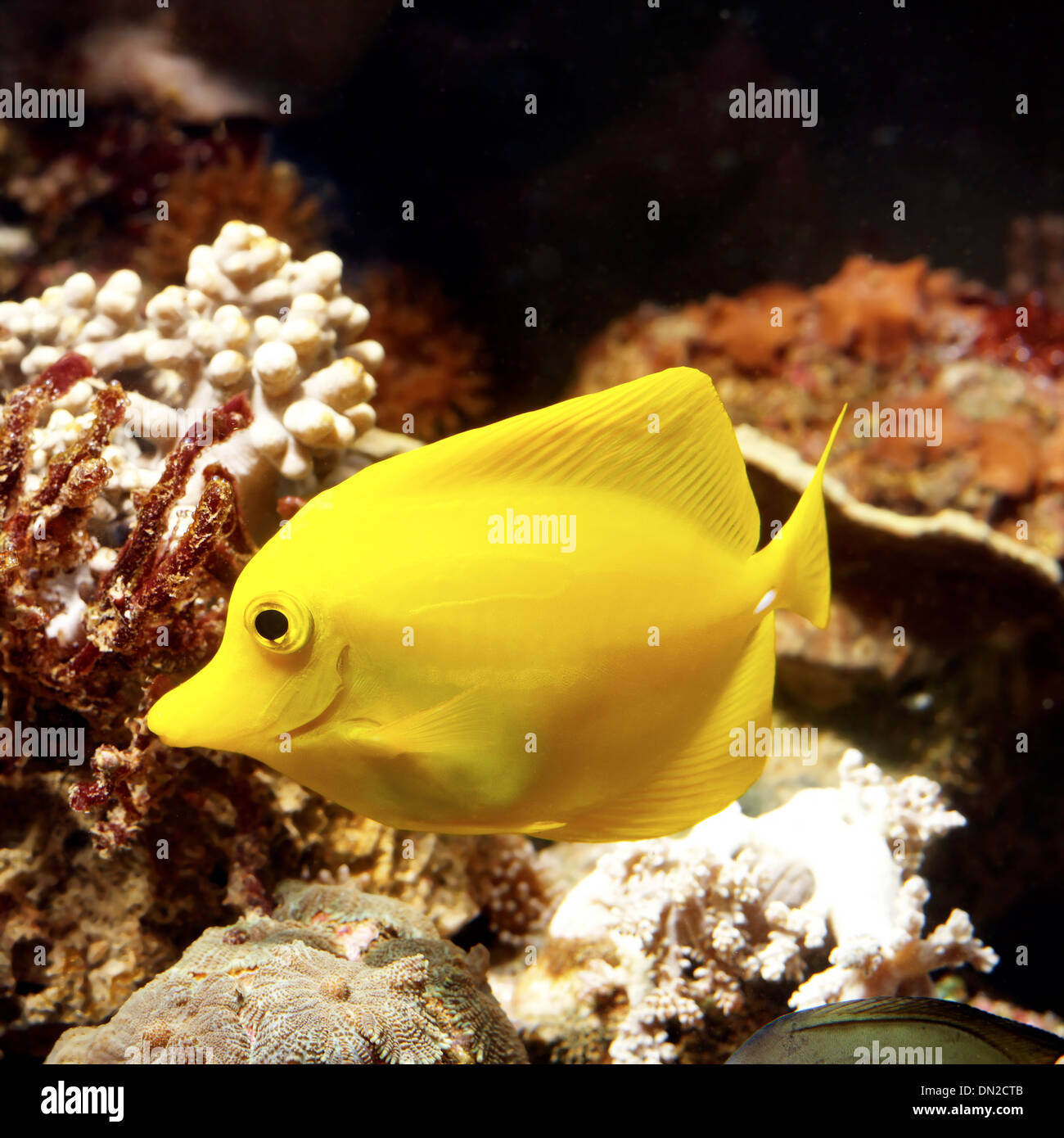 Yellow Fish Innard Yellow fish in aquarium hi-res stock photography and images - Alamy