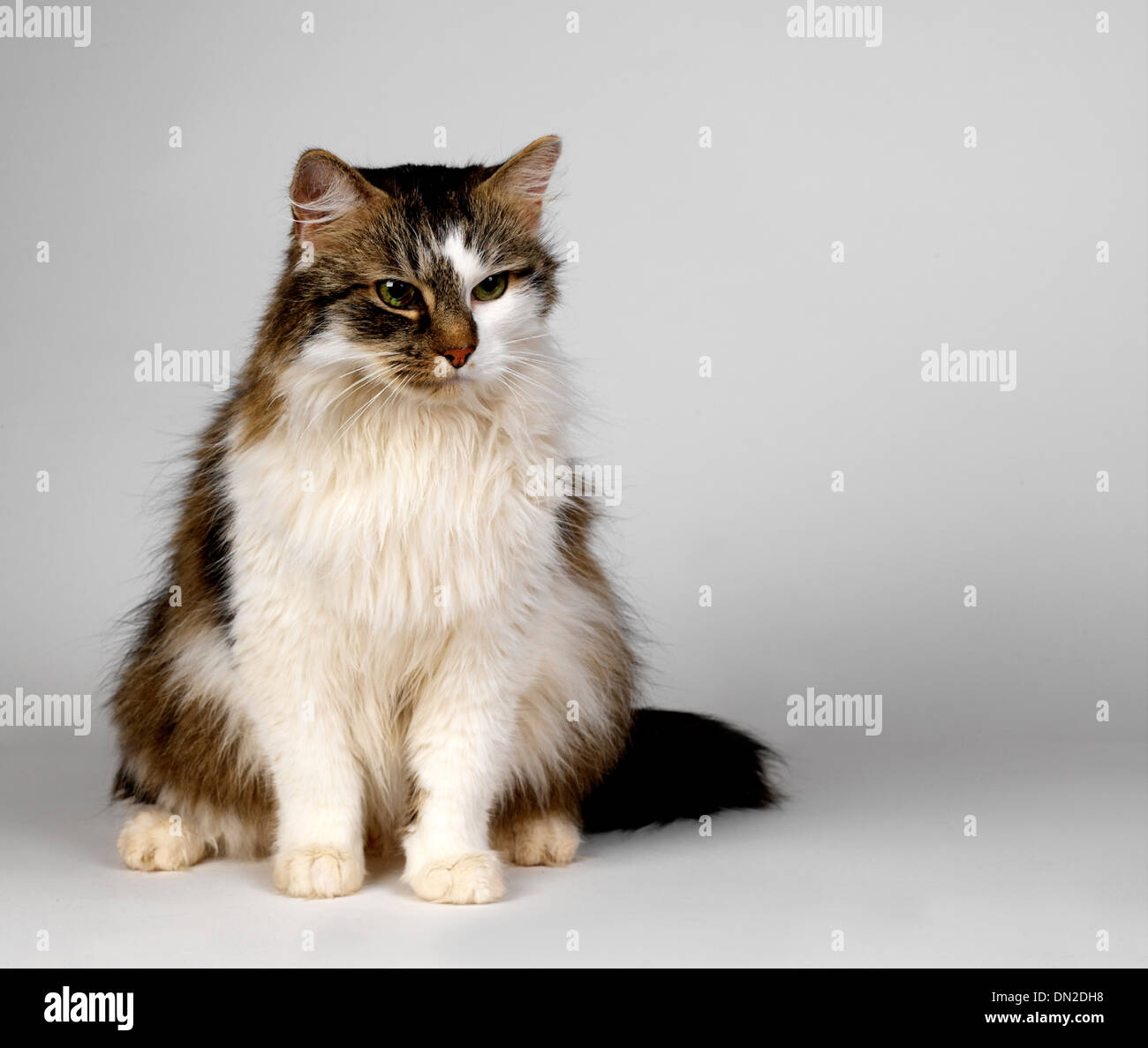 Long Haired Tabby High Resolution Stock Photography And Images Alamy