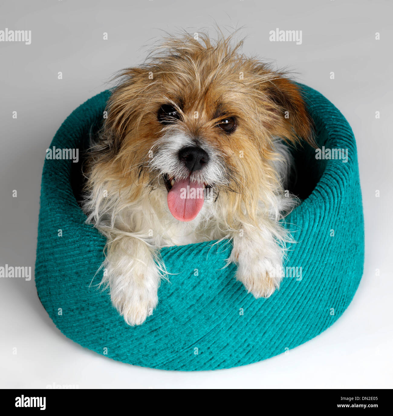 Dog in Basket Stock Photo Alamy