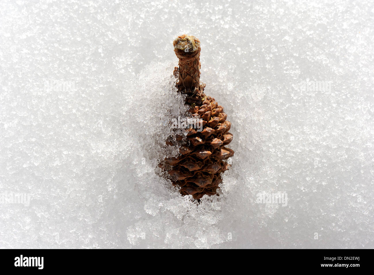 Small cone covered in snow. Stock Photo