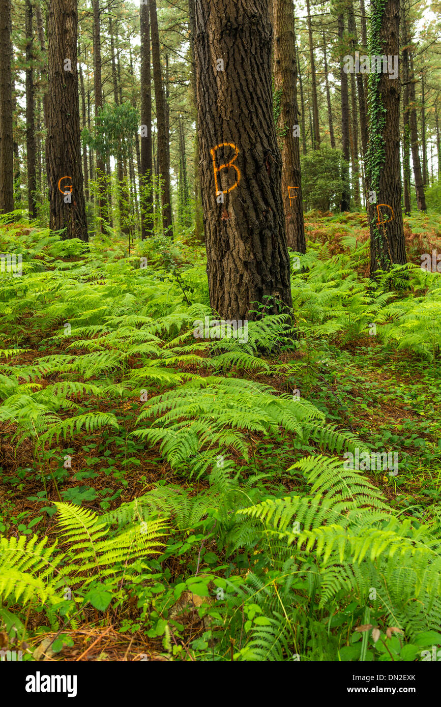 Forest detail in Machichako area in Bermeo, Biscay, Basque Country, Spain Stock Photo