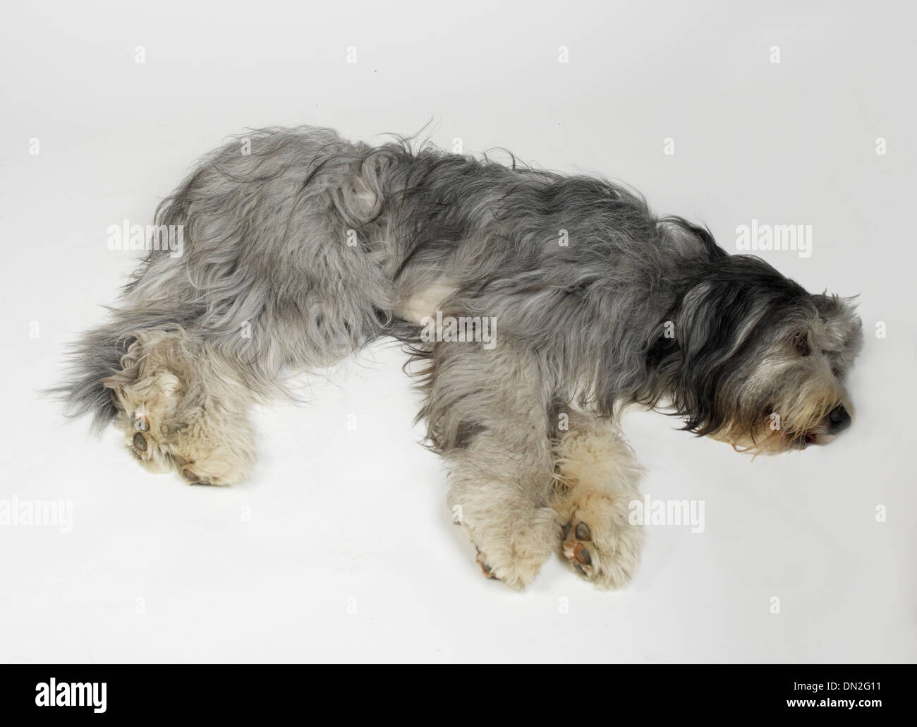 Old english sheepdog dulux dog hires stock photography and images Alamy