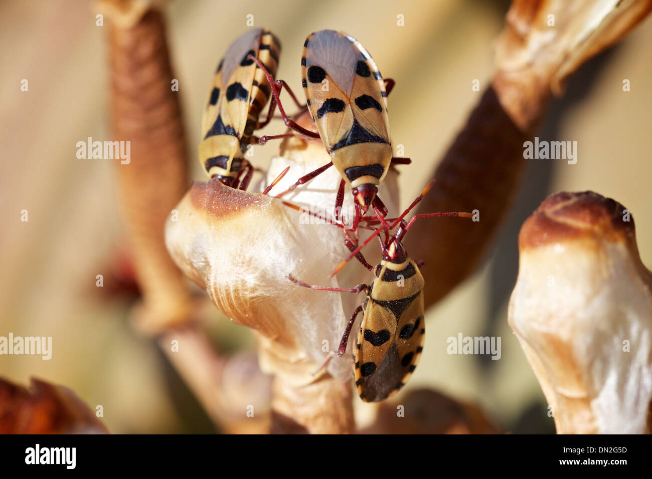 Bugs on a welwitschia plant Stock Photo
