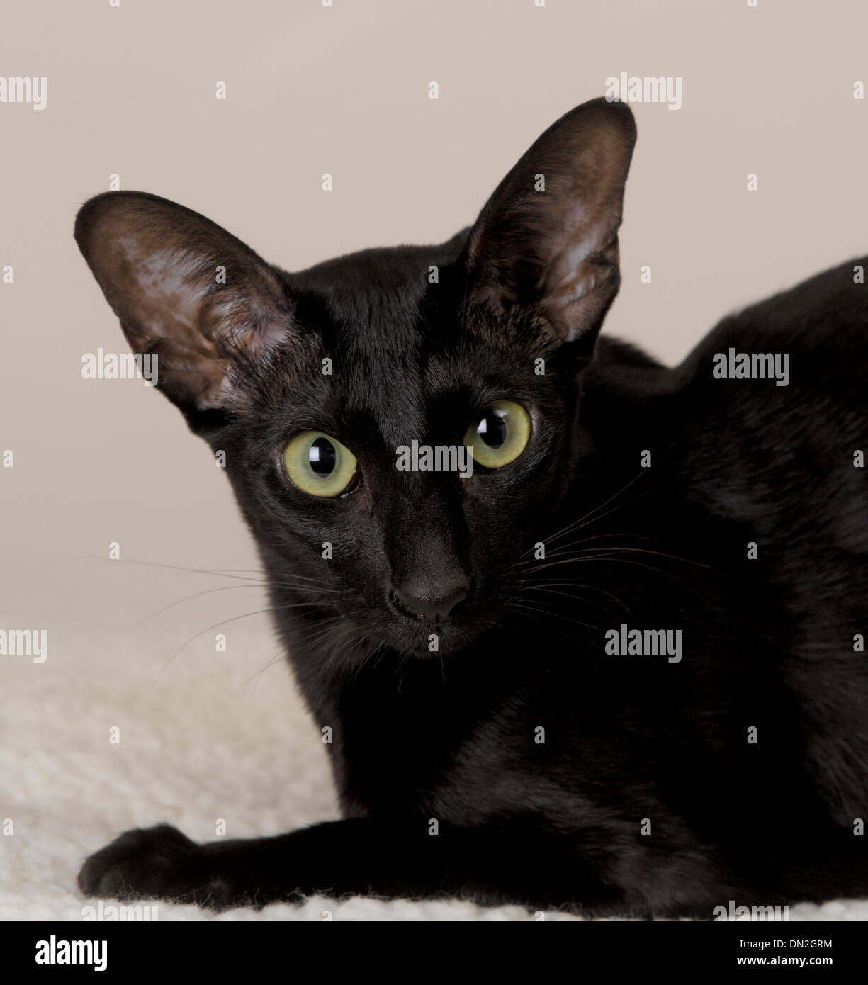Oriental Black Cat Stock Photo 64595992 Alamy
