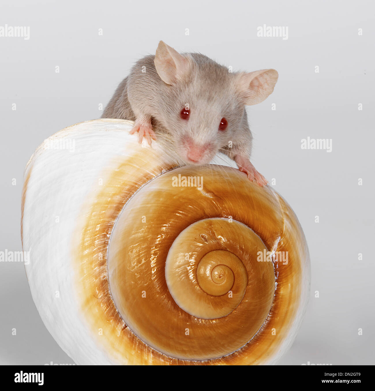 Mouse and shell Stock Photo Alamy