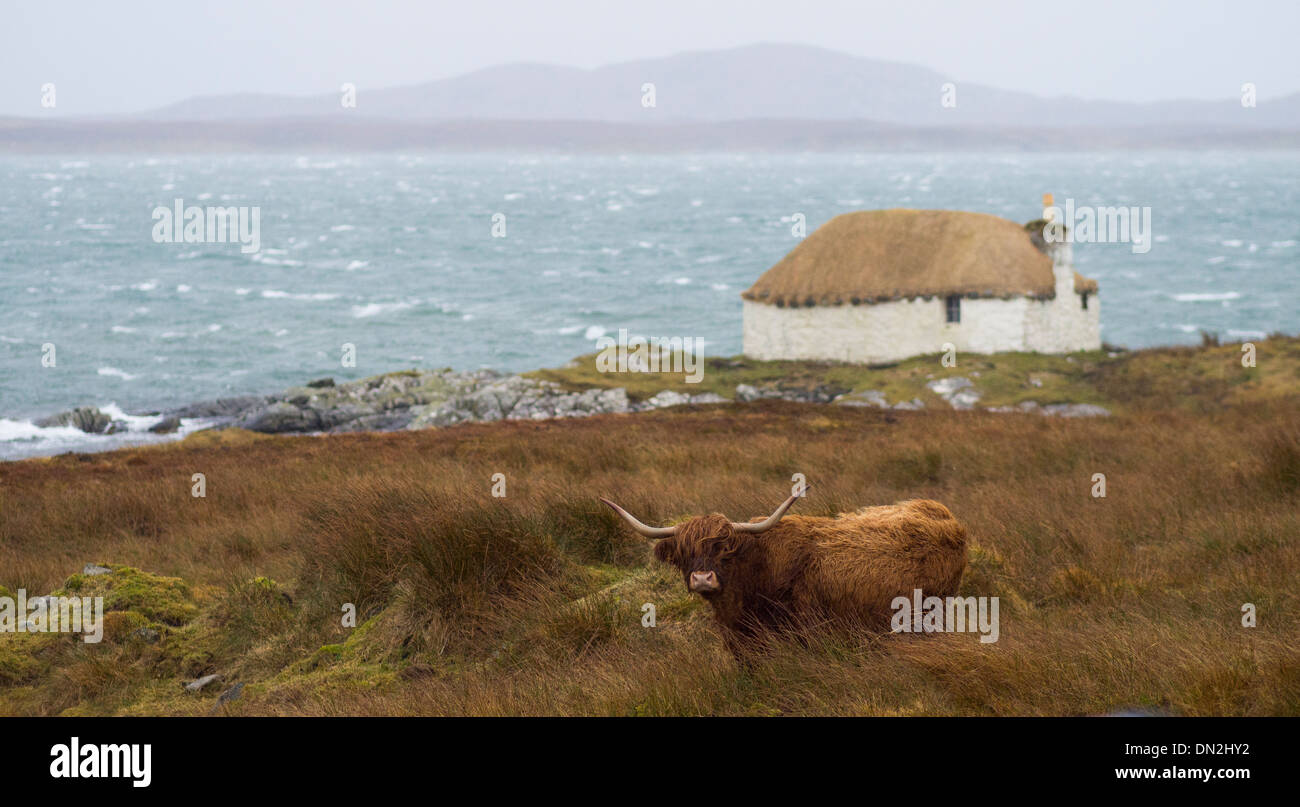 Abandoned Croft House and Highland Cow, South Uist Stock Photo