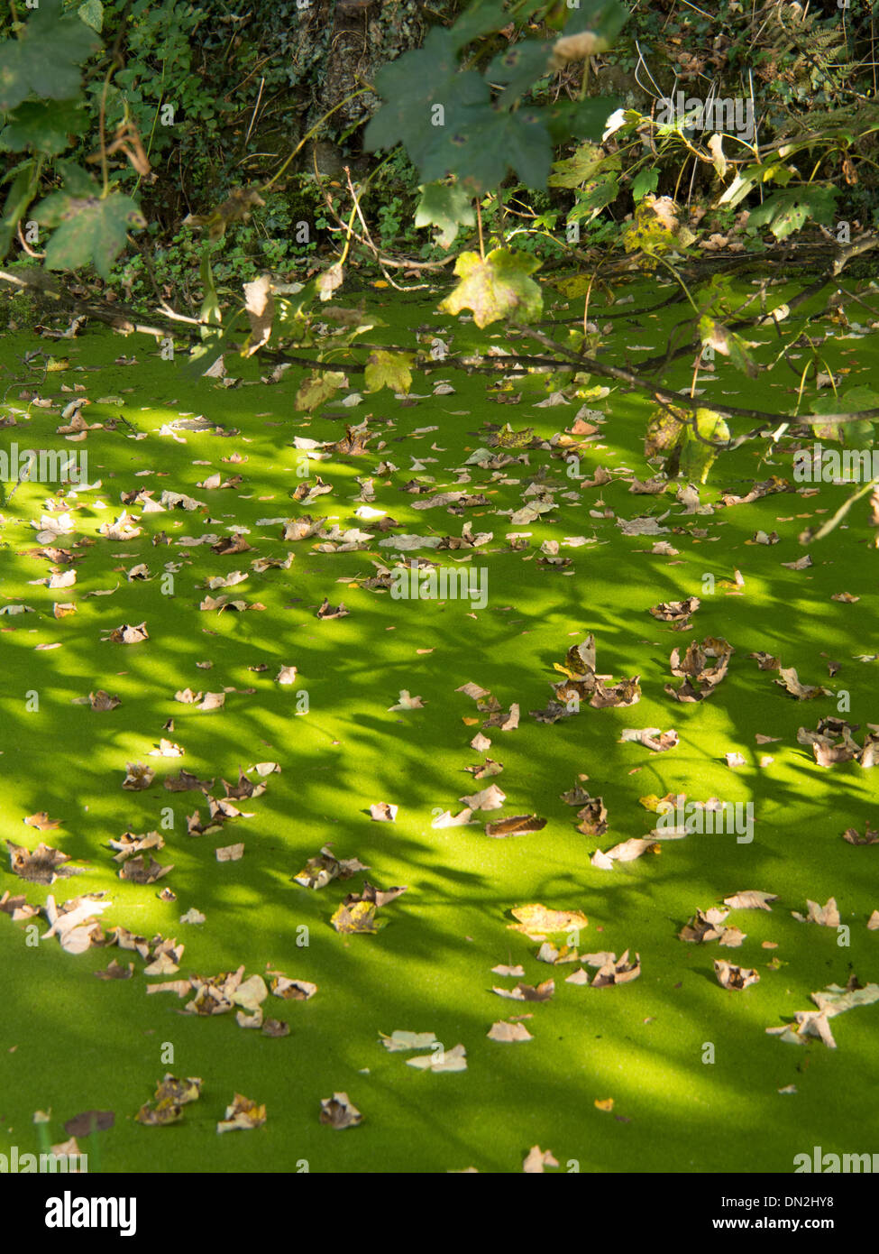 green stagnant water in a canal Stock Photo - Alamy