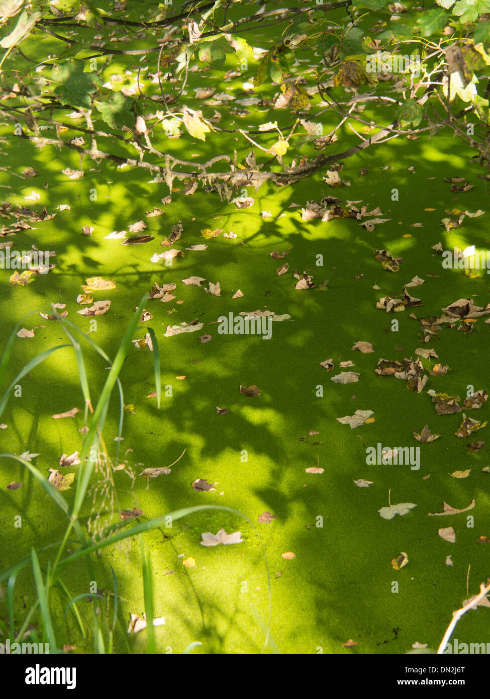 green stagnant water in a canal Stock Photo - Alamy