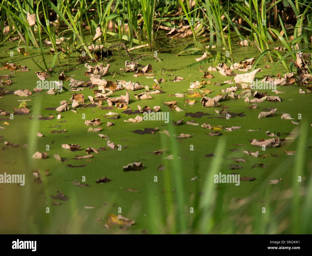 green stagnant water in a canal Stock Photo - Alamy