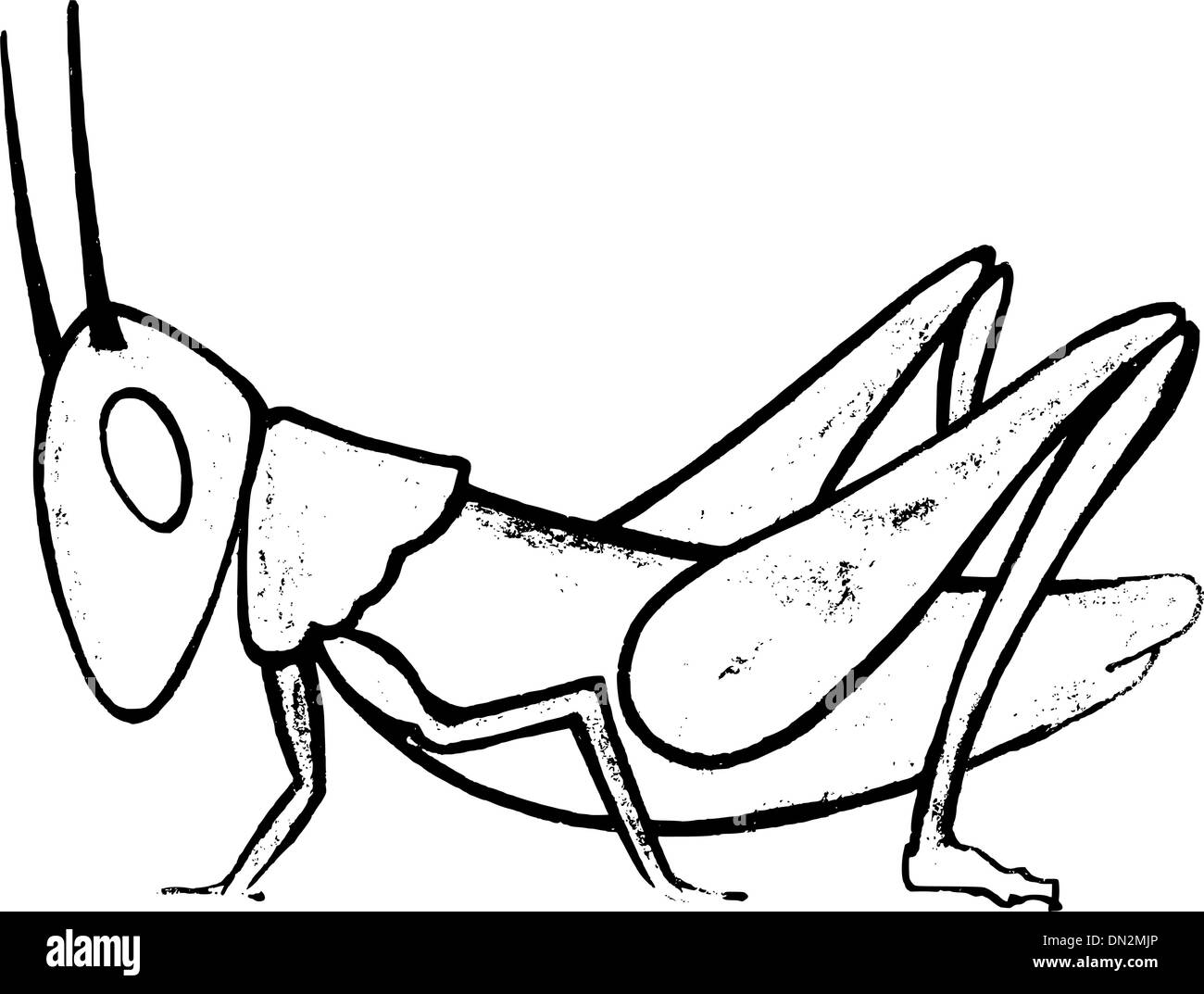 Grasshopper image Black and White Stock Photos & Images - Alamy