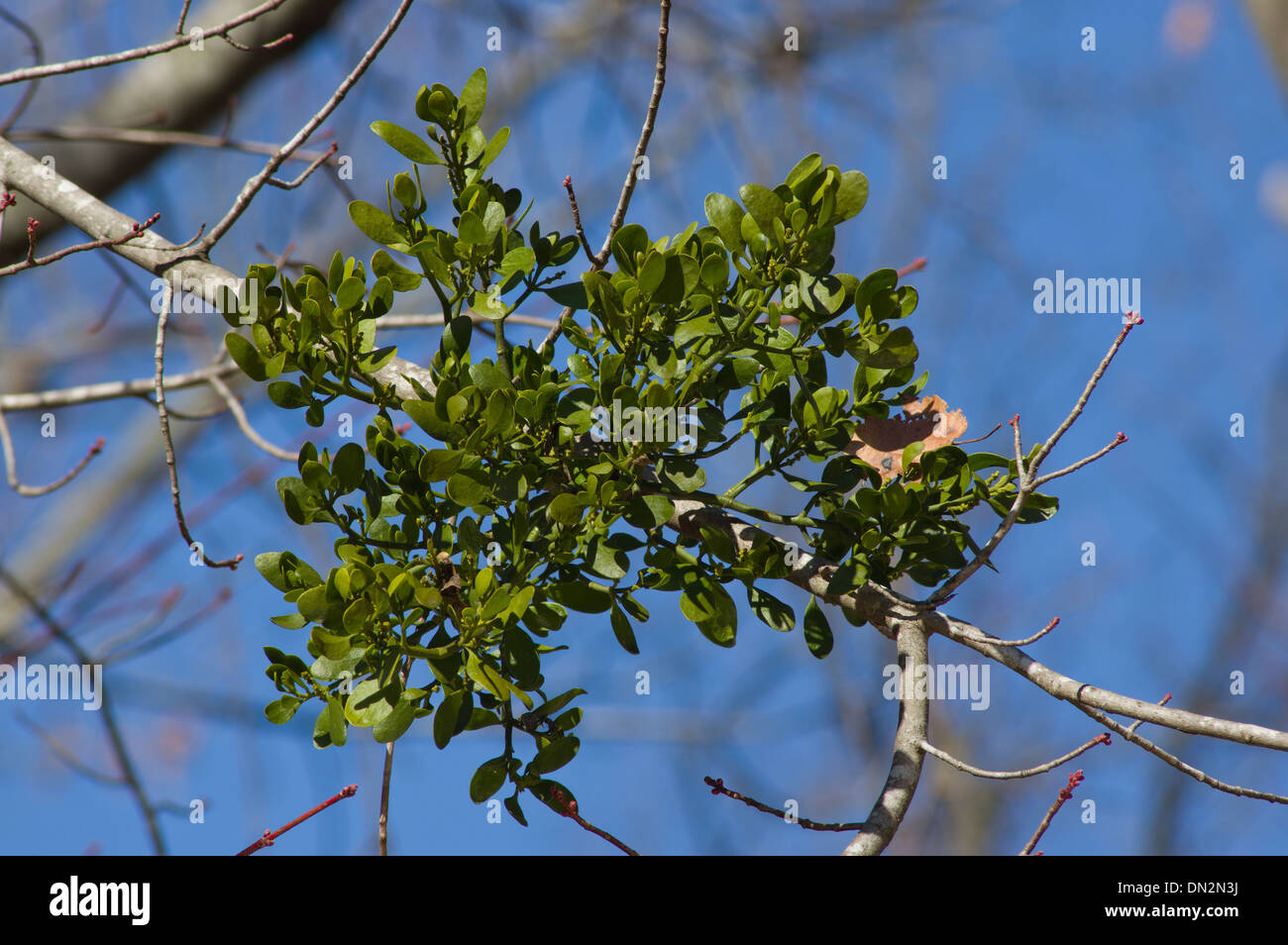 Mistletoe, Phoradendron serotinum, hemi parasitic plant, evergreen plant, north american plant Stock Photo