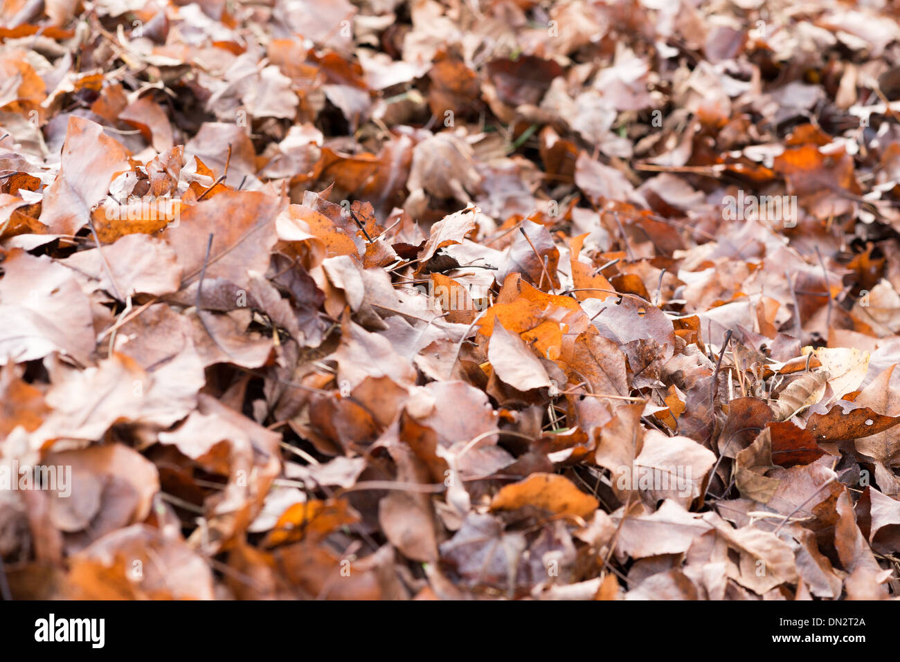 Pile of brown fall leaves color background Stock Photo
