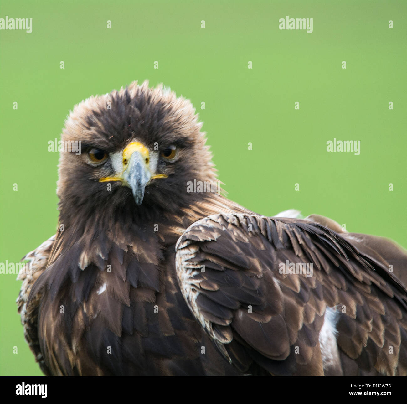 Young Golden Eagle Stock Photos & Young Golden Eagle Stock Images Alamy