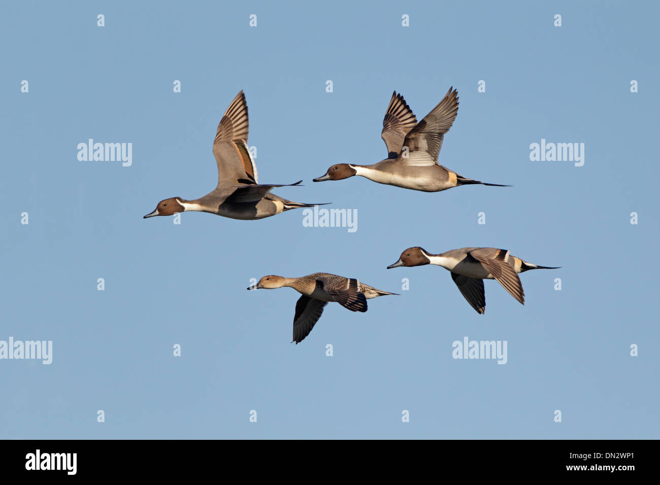 Four Northern Pintail ducks in flight Stock Photo - Alamy