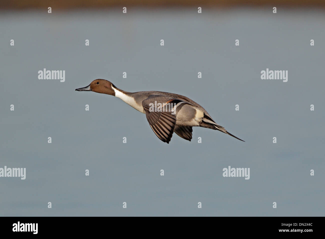 Northern pintail duck hires stock photography and images Alamy