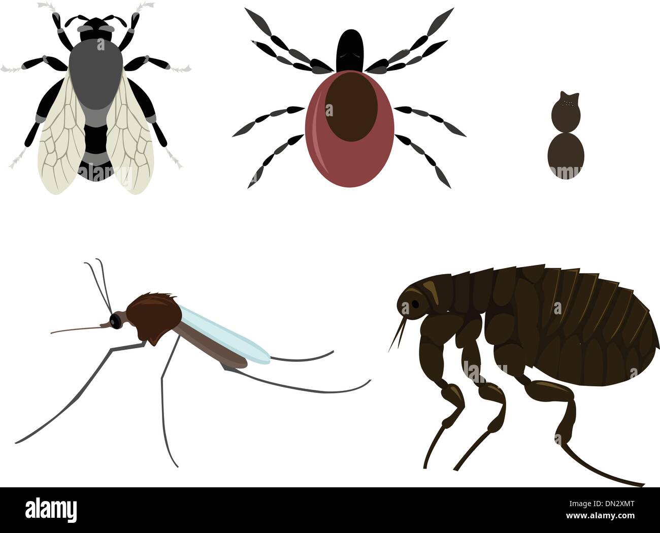 insects Stock Vector