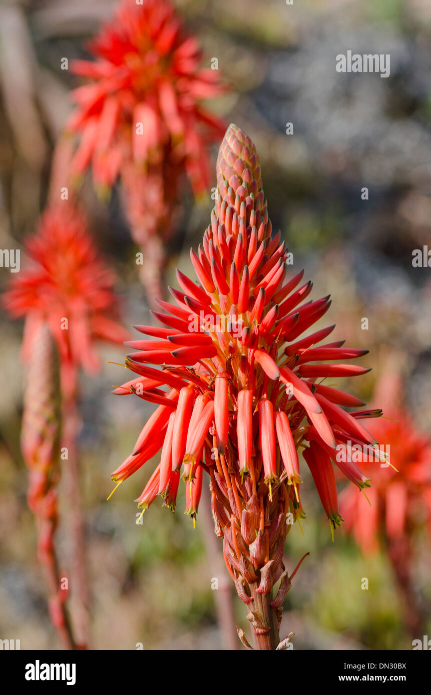 A flowering Aloe arborescens, krantz aloe, candelabra aloe in Southern Spain. Stock Photo