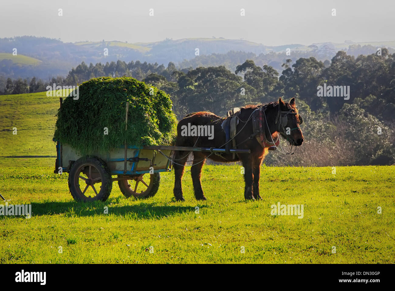 Vehicle pulled by an animal hi-res stock photography and images - Alamy