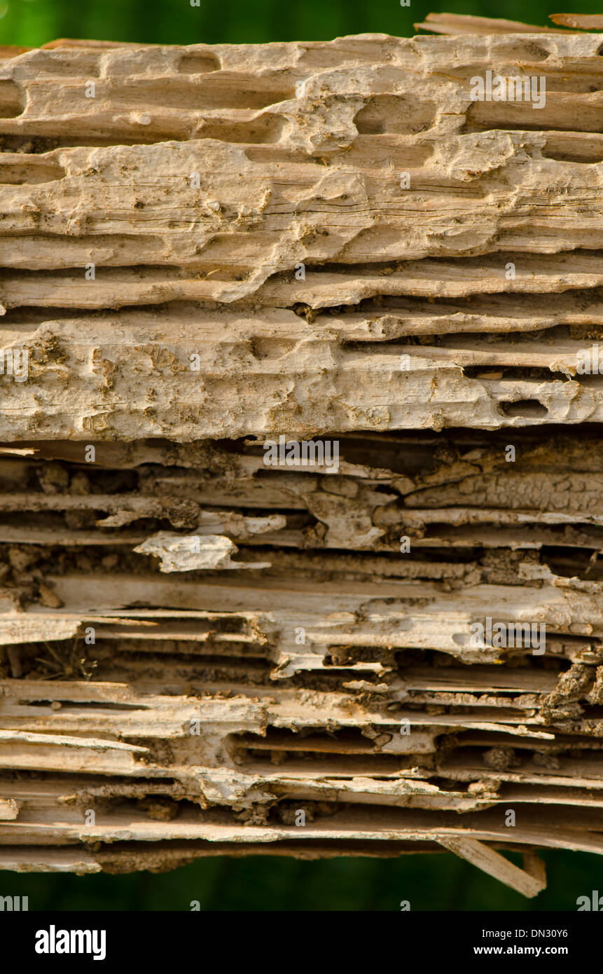 Drywood termite infestation, with damage on wooden beams. Stock Photo