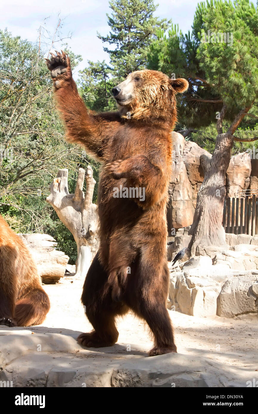 Brown waving bear Stock Photo