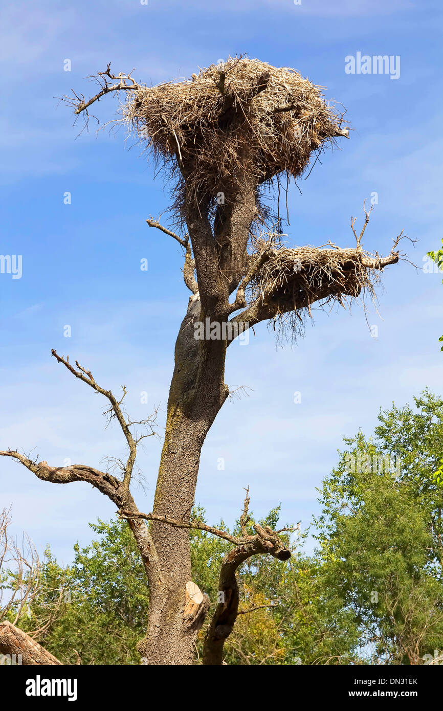 Vulture Bird Nest