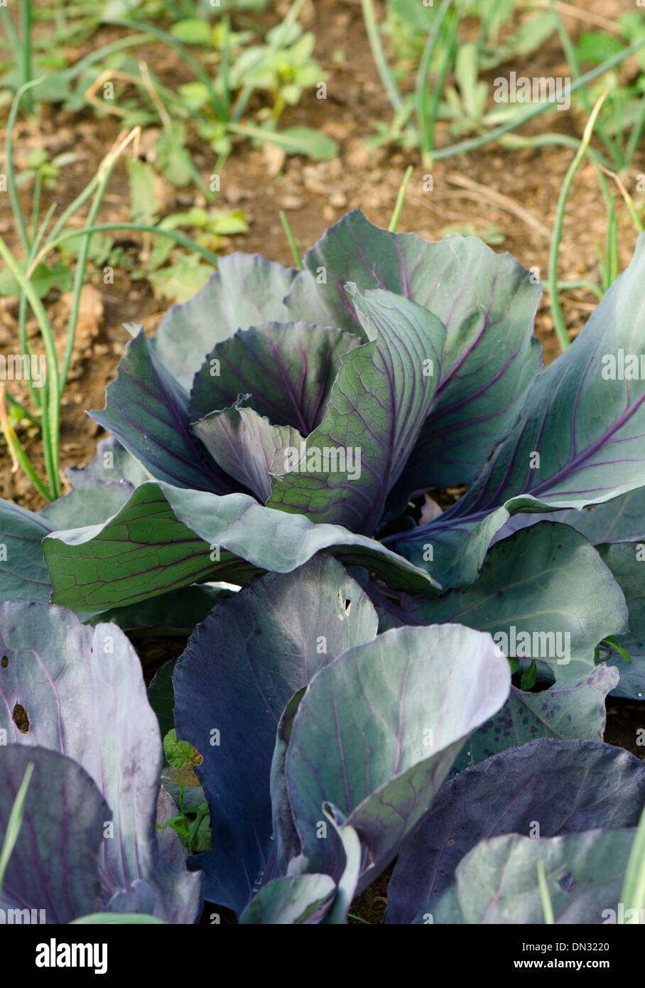 Red Cabbage, Brassica oleracea var. capitata f. rubra, growing in vegetables garden in southern Spain. Stock Photo