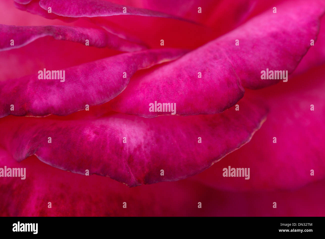 close up of red rose petals pink colorful Stock Photo