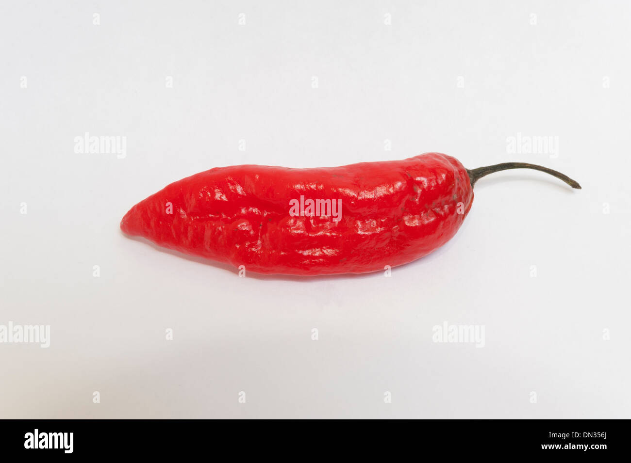 A Dorset Naga Chilli Pepper One Of The Hottest Chillies In The World Stock Photo Alamy