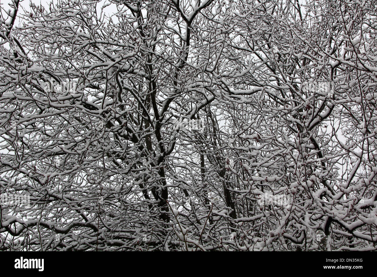 background tree with all branches covered with snow Stock Photo - Alamy