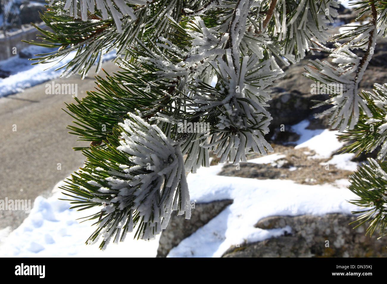 pine forests in the mountains with lots of snow Stock Photo - Alamy