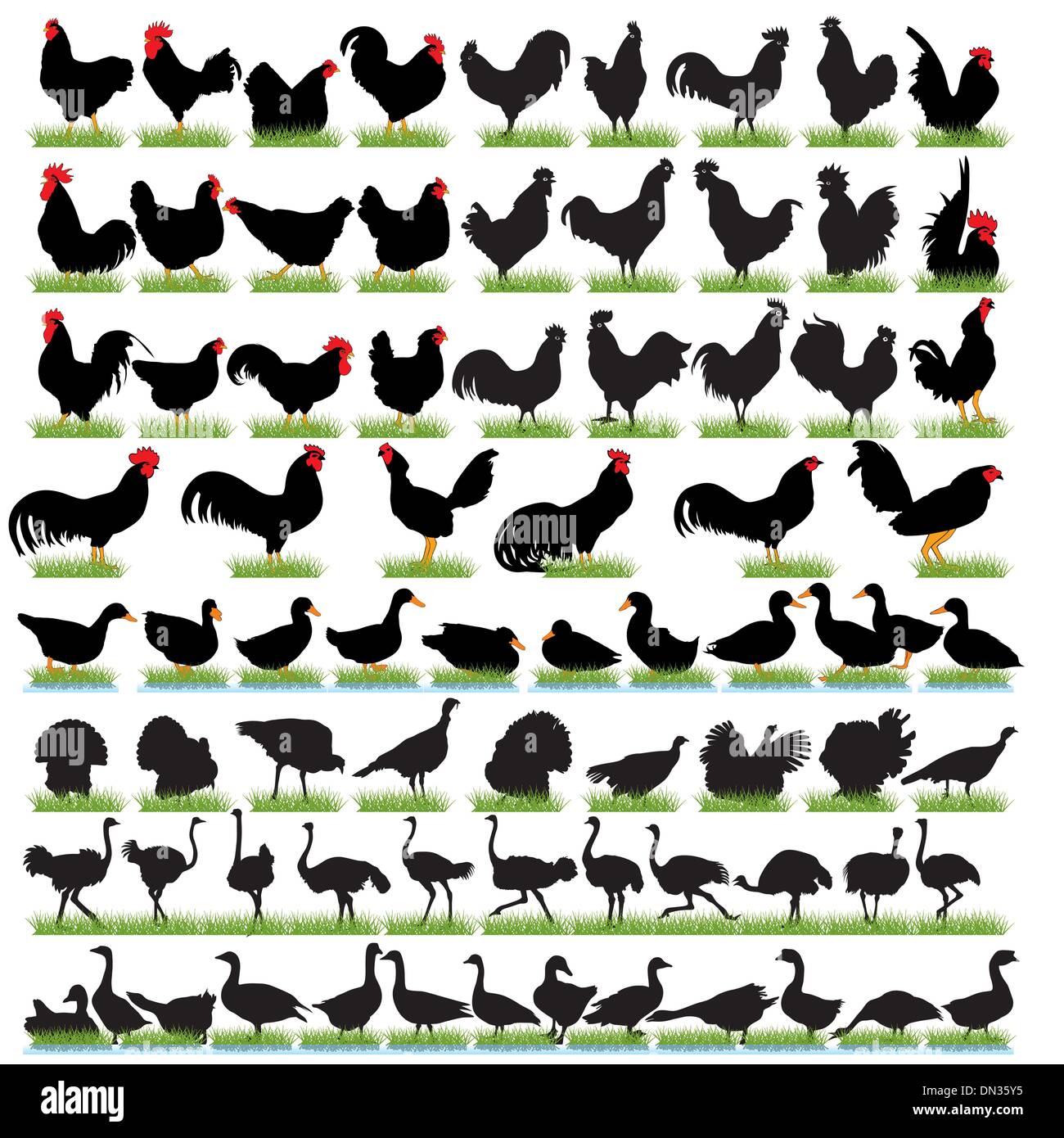 77 Farm Birds Detailed Silhouettes Set Stock Vector Image & Art - Alamy